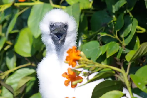 Baby Booby at Half Moon Caye