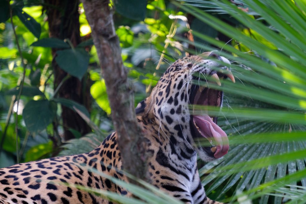 Jaguar Belize