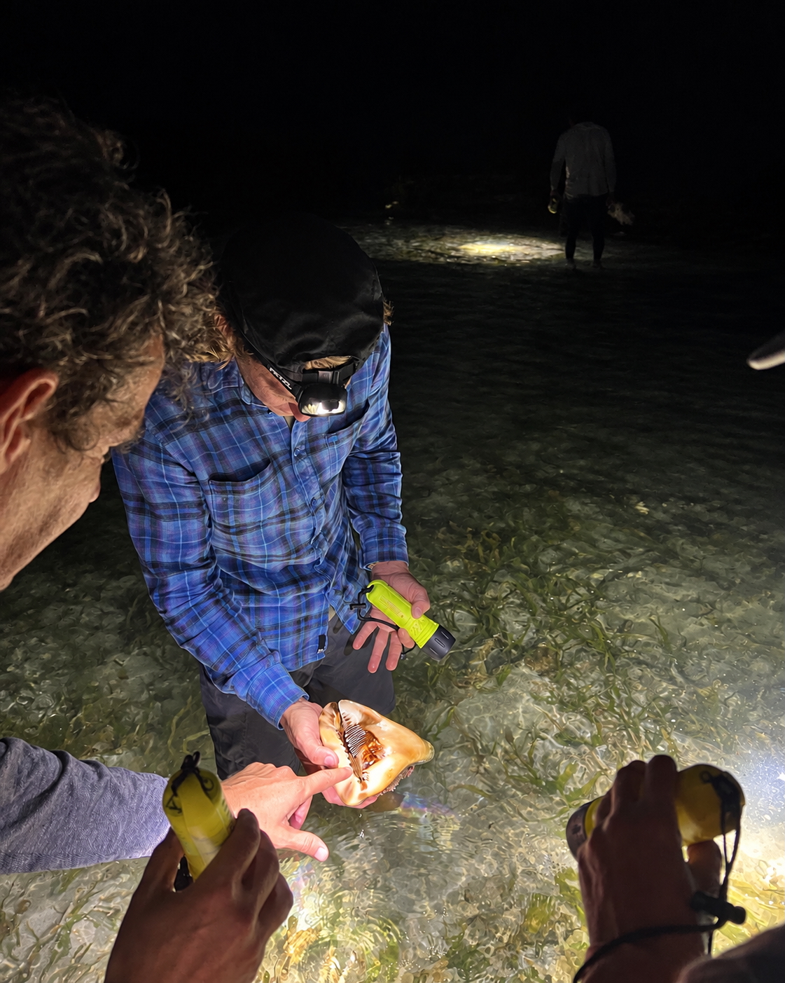 person holding shell during intertidal walk at night in Belize