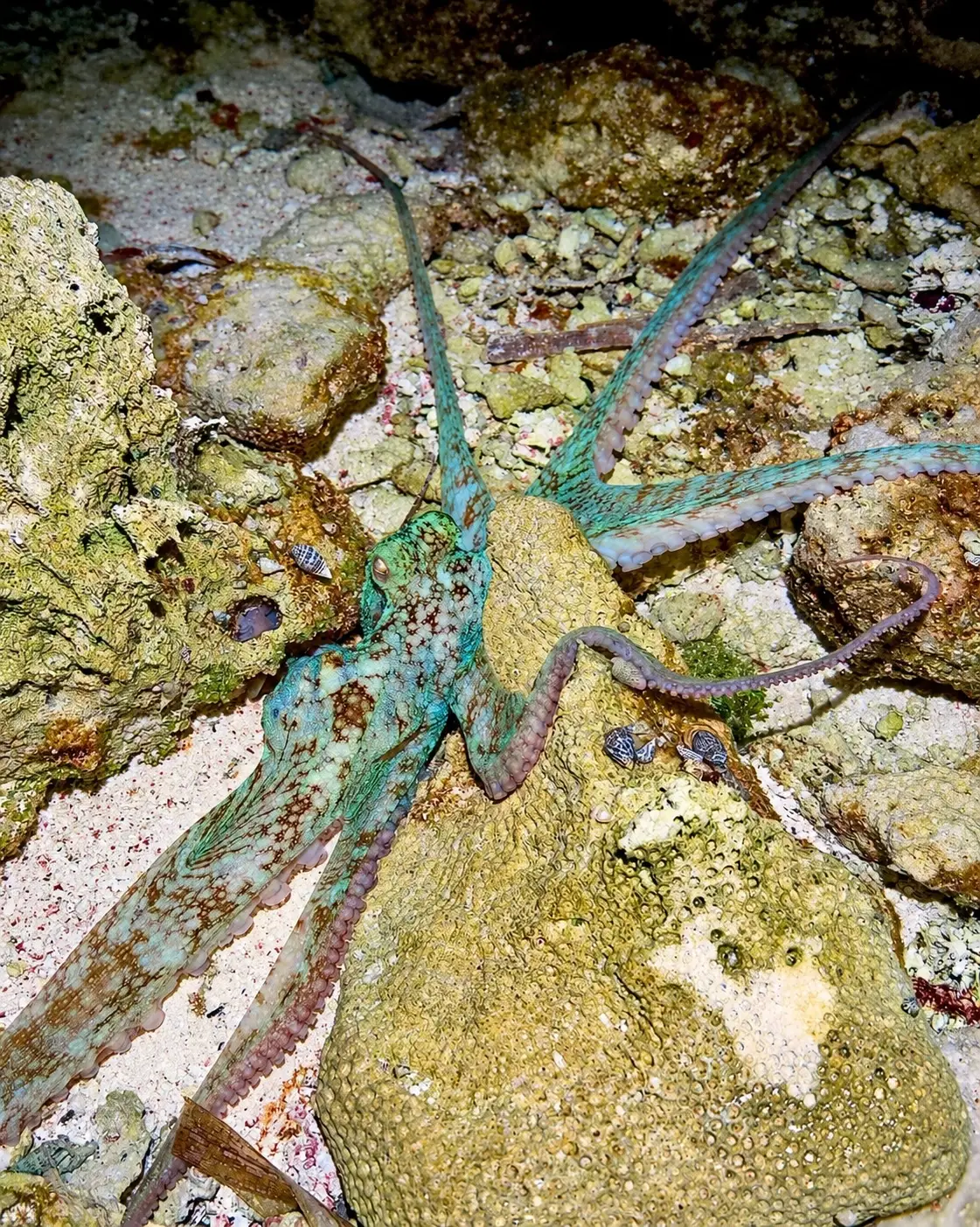 Caribbean Reef Octopus spotted during intertidal walk at night in Belize