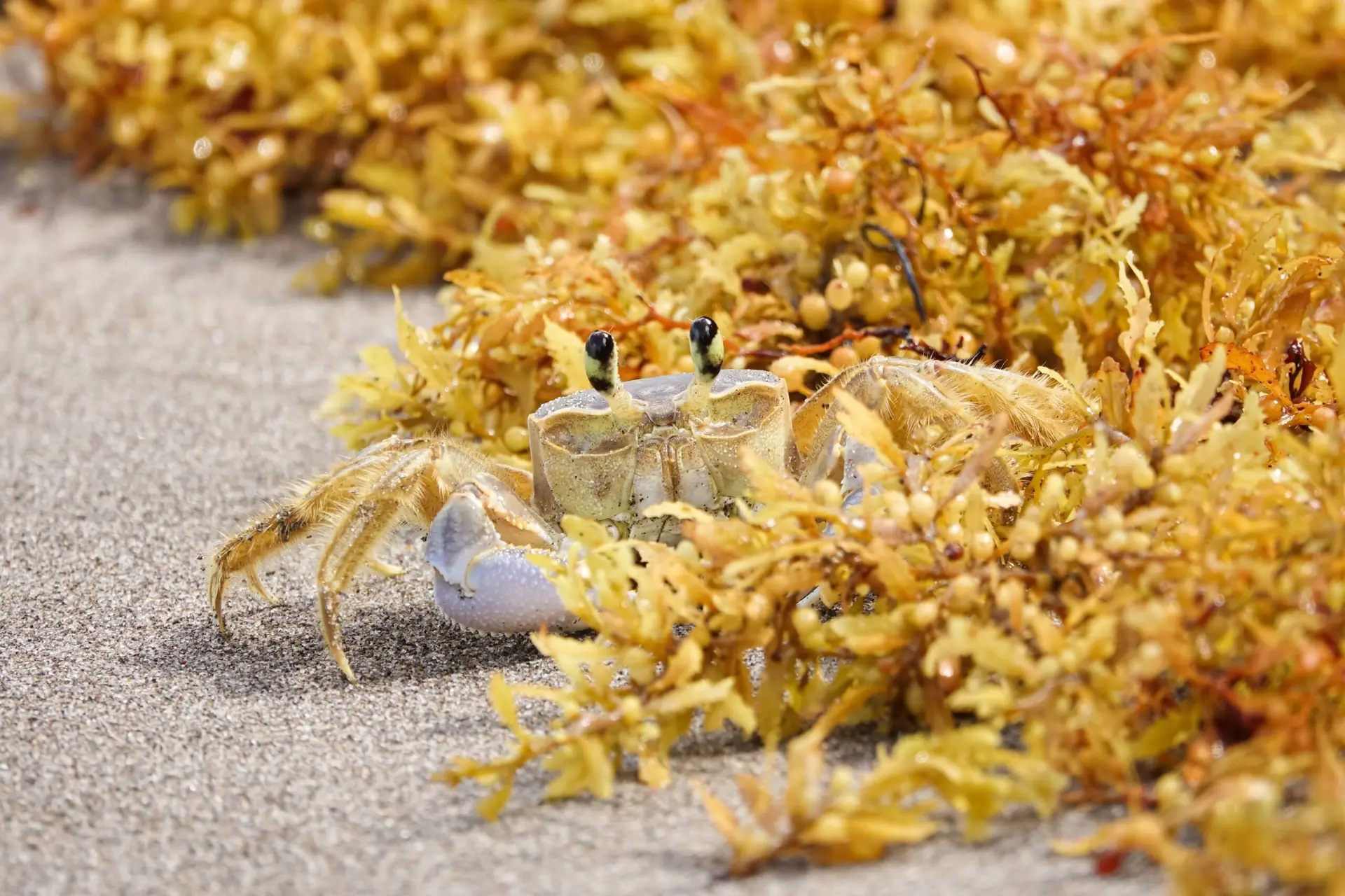 ghost crab during intertidal walk