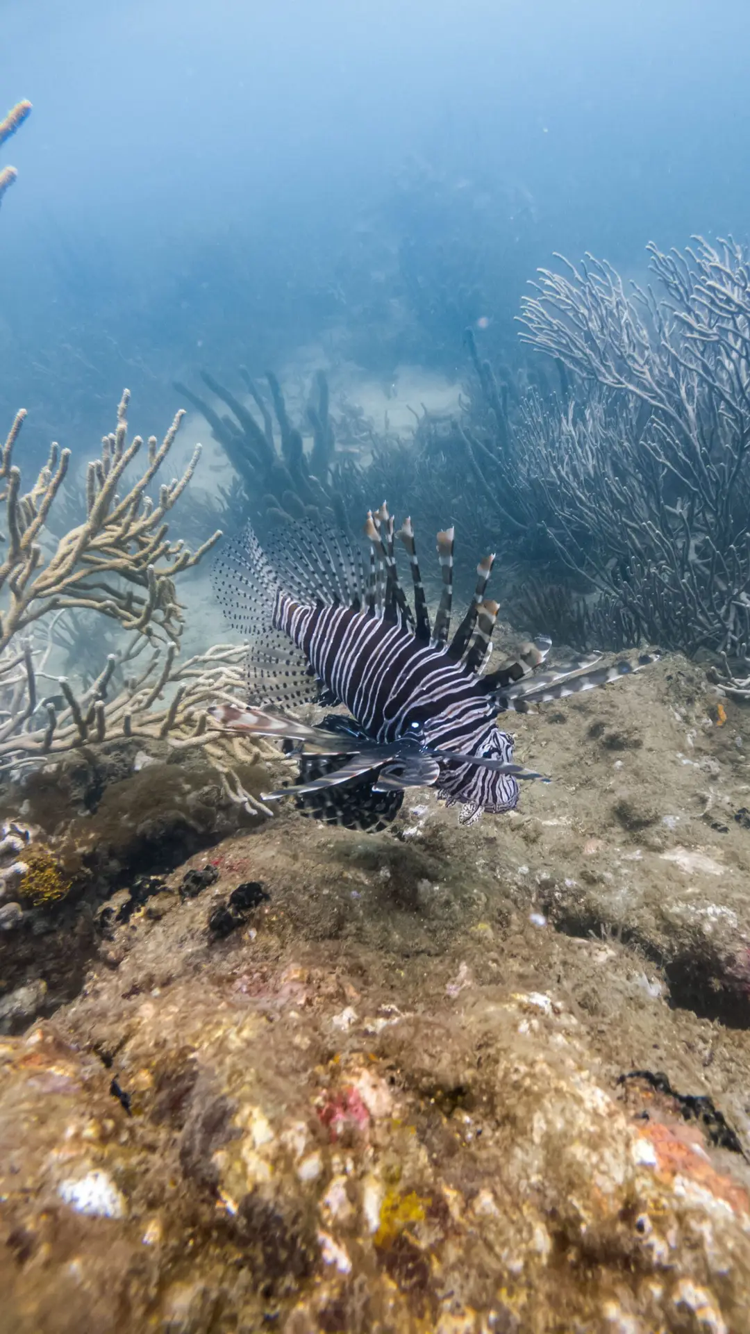 Close-up of an adult lionfish
