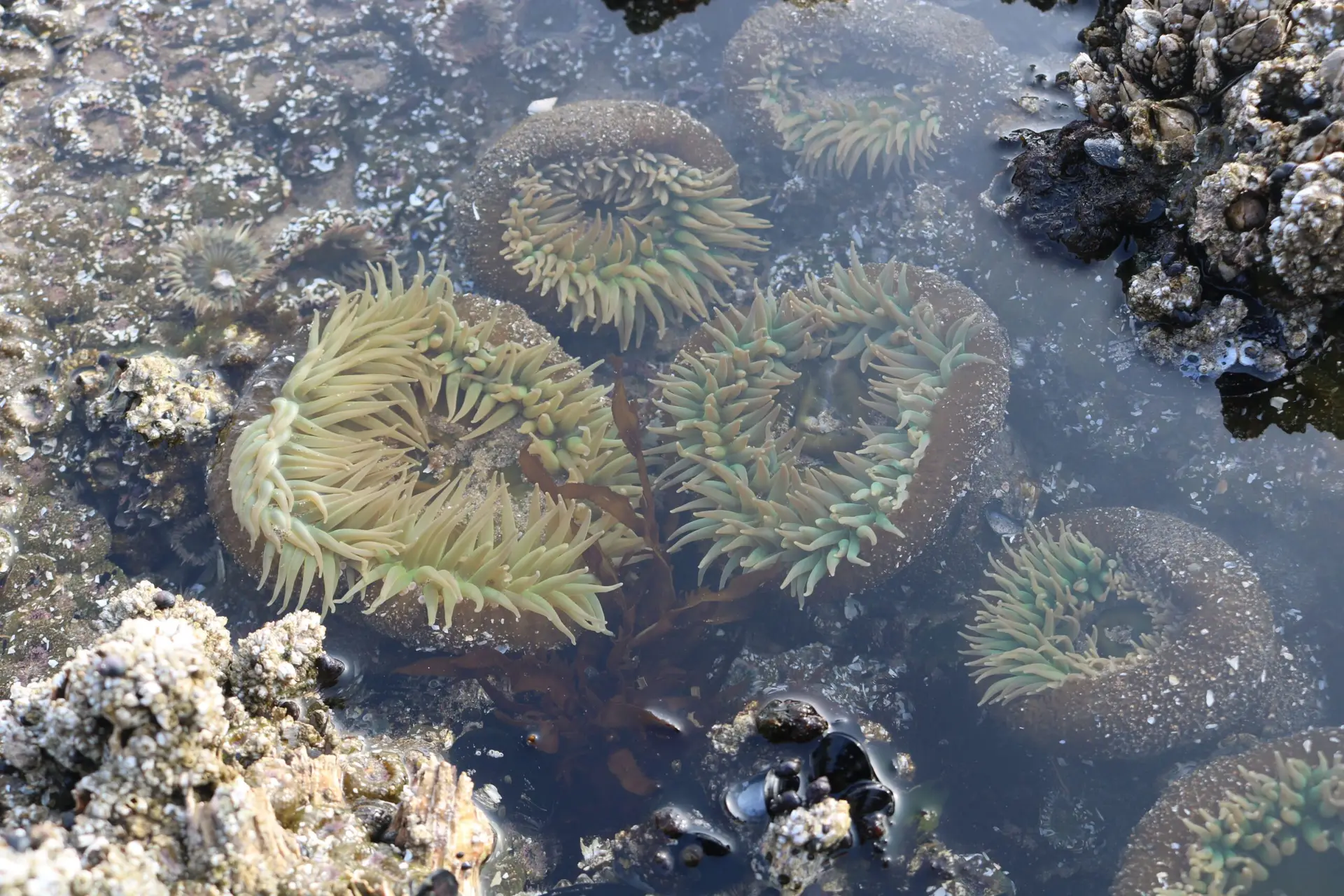 sea anenmome during intertidal walk