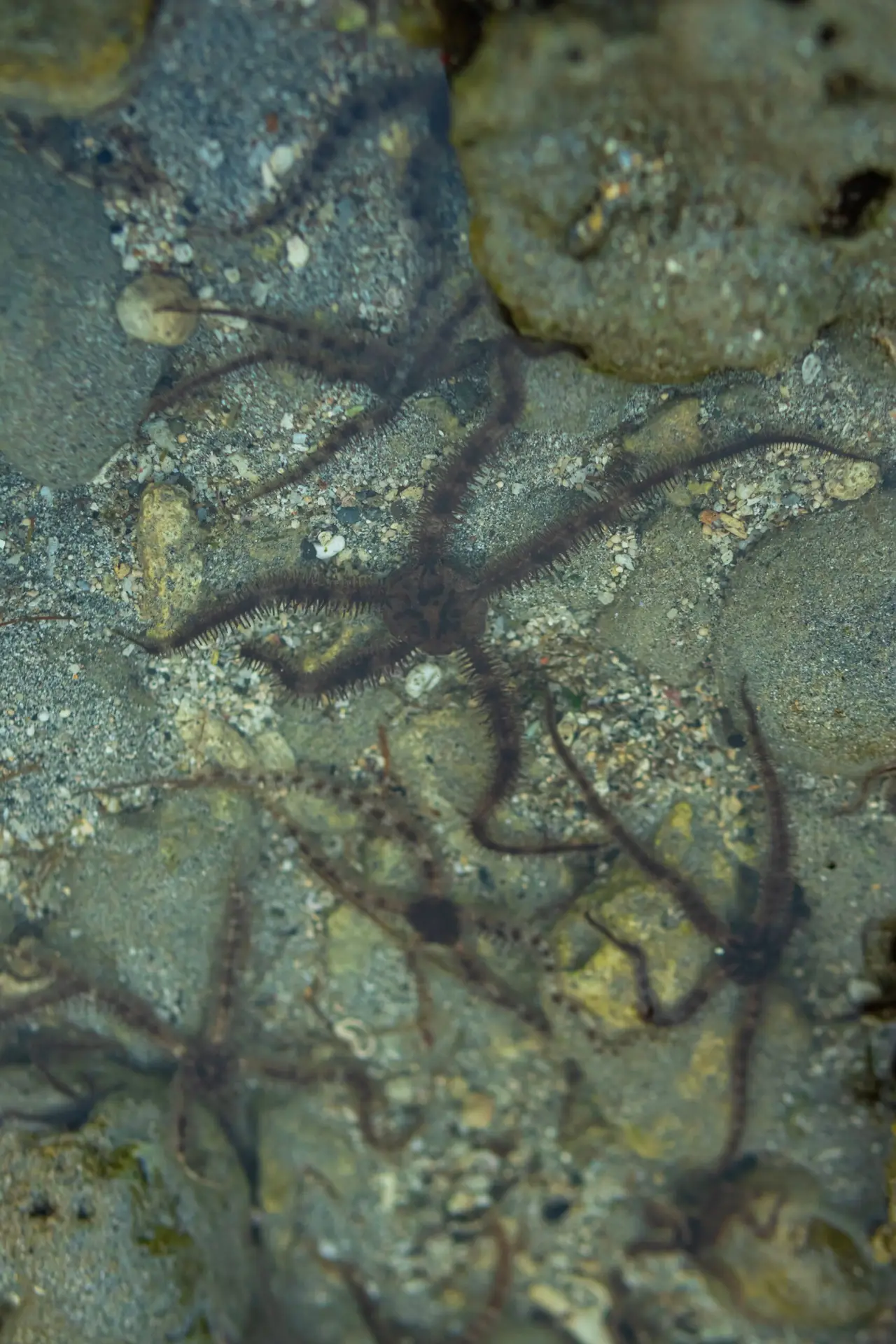 brittle sea star during intertidal walk