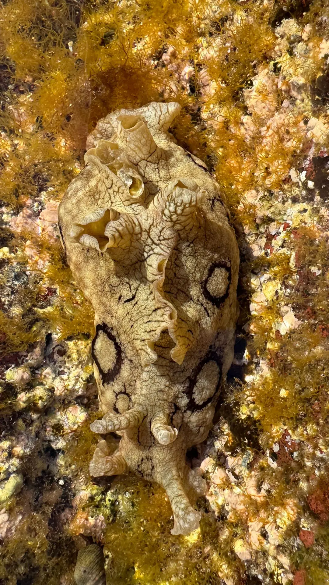 spotted sea hare during intertidal walk