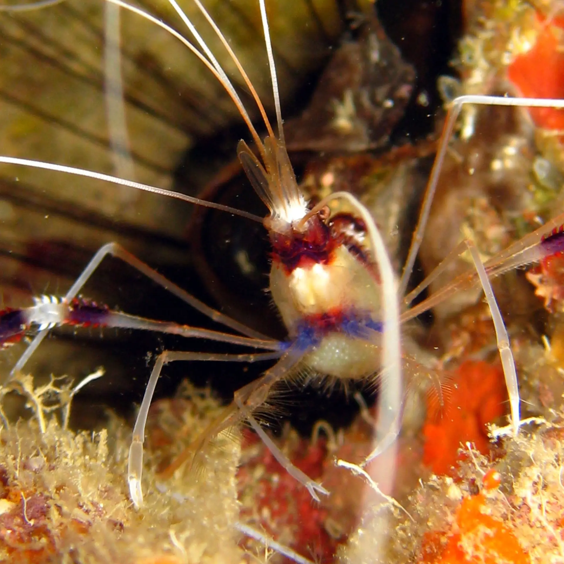 cleaner shrimp during intertidal walk
