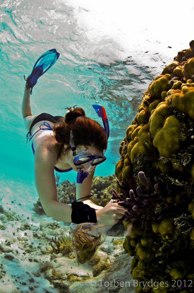 snorkeler taking a picture of coral in Belize