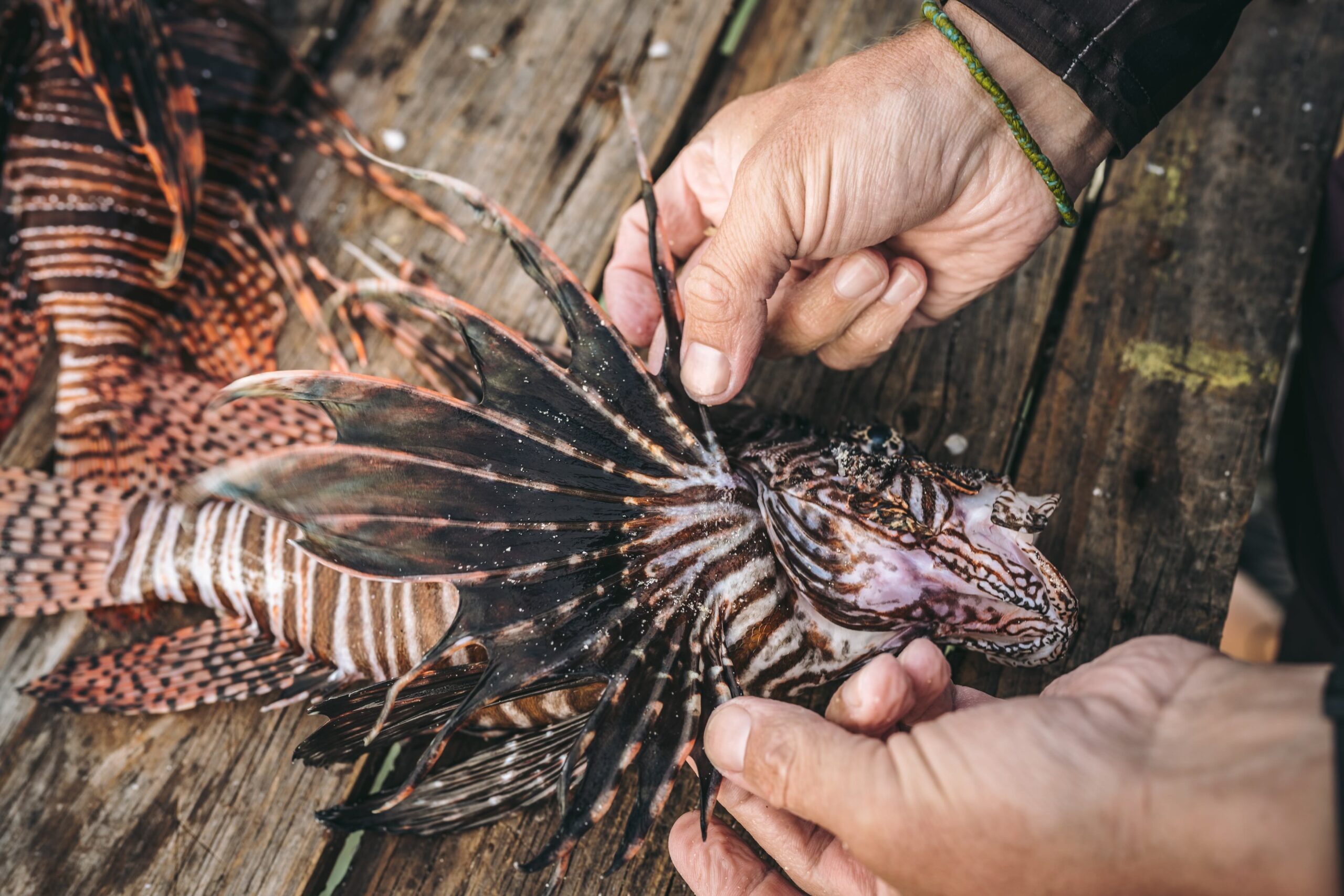Lionfish pattern and colors displayed on fish cleaning table