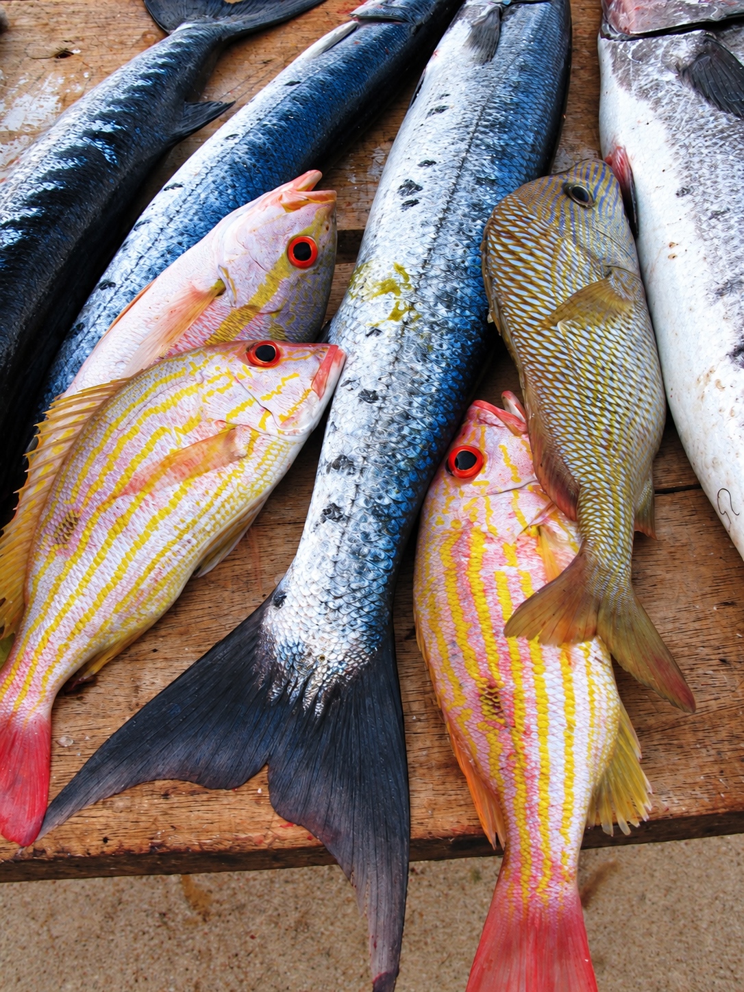 a pile of freshly caught fish awaiting to be cleaned