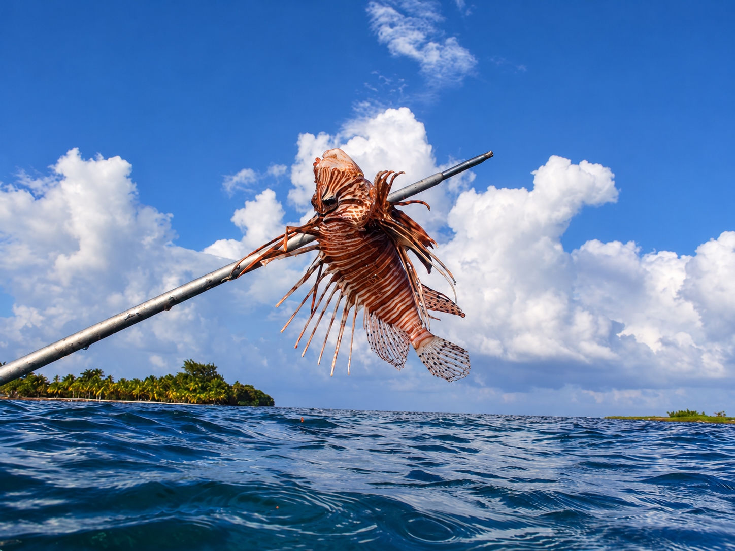 Lionfish is held above the water