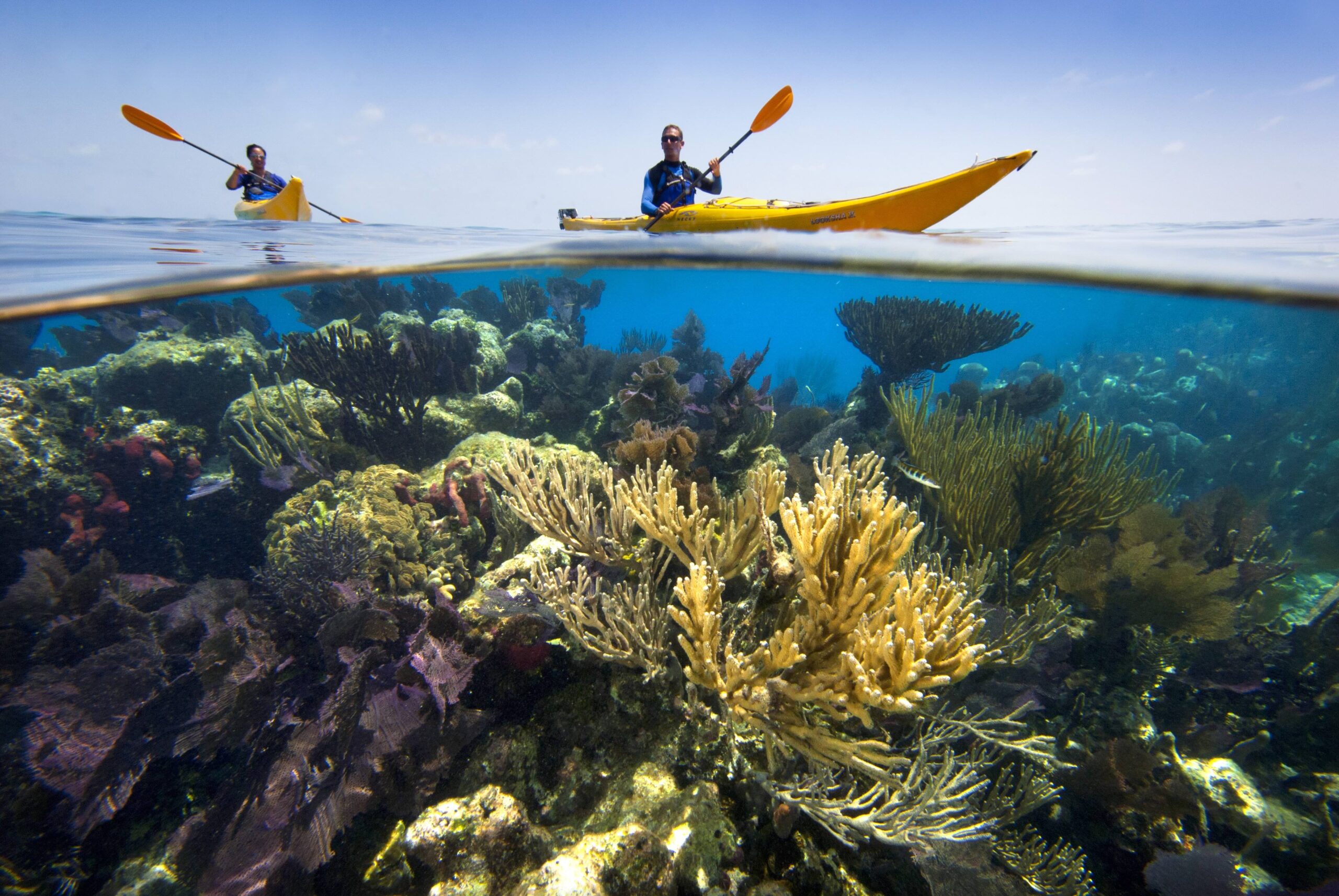 kayaker paddles in belize above beautiful coral