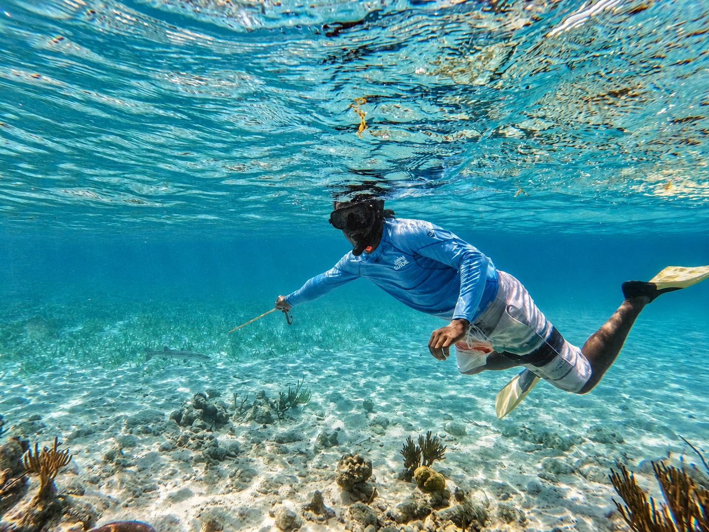Guide pointing at a barracuda while snorkeling