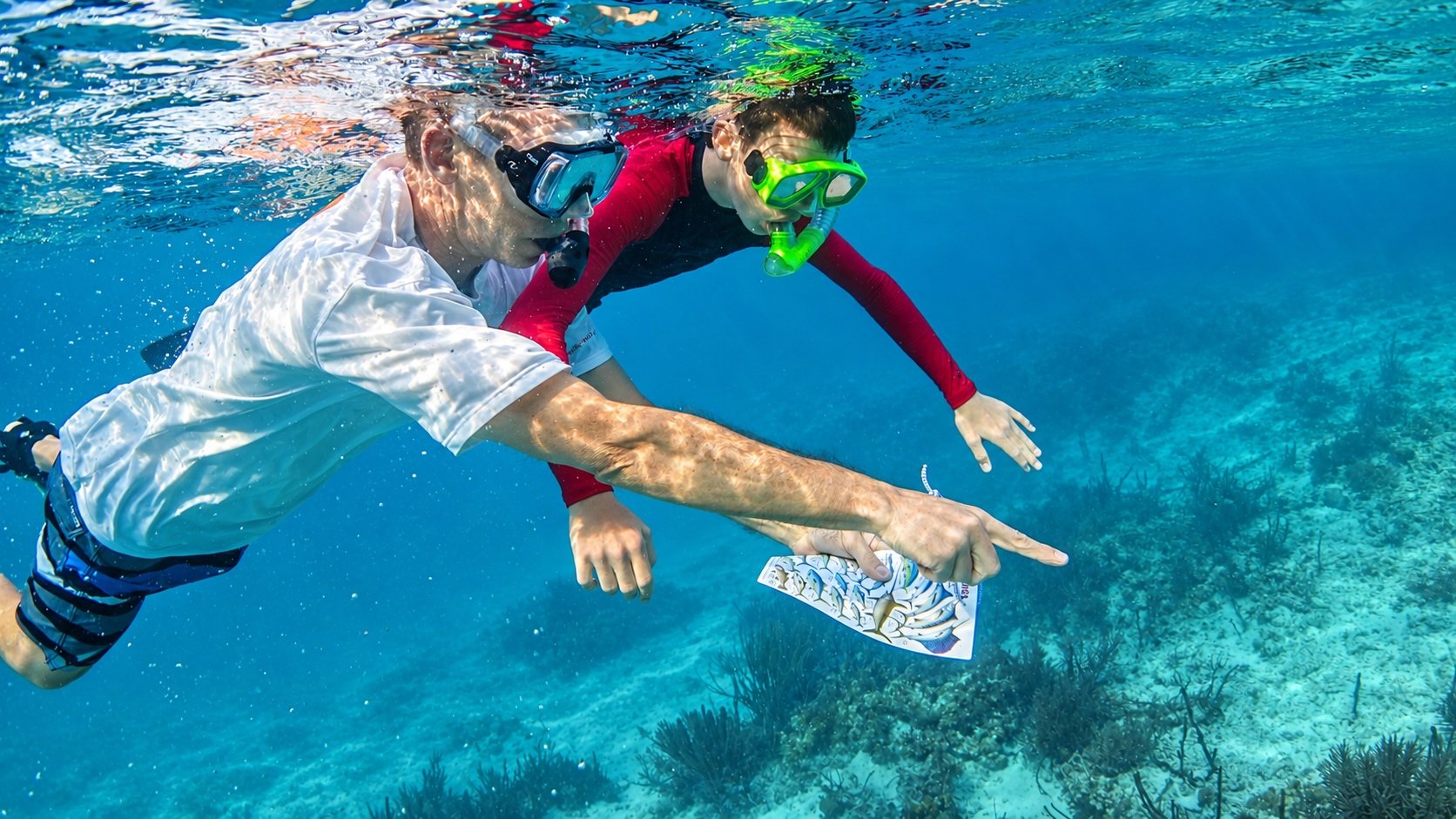 Snorkeler's point at fish while swimming in Belize