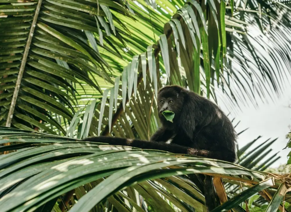 howler monkey spotted in a palm tree in Belize