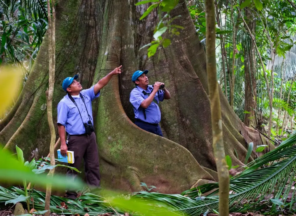 Guides pointing out birds during a tour in the jungle of Belize