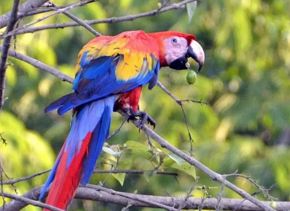 Scarlete macaw spotted during a birding trip in Belize