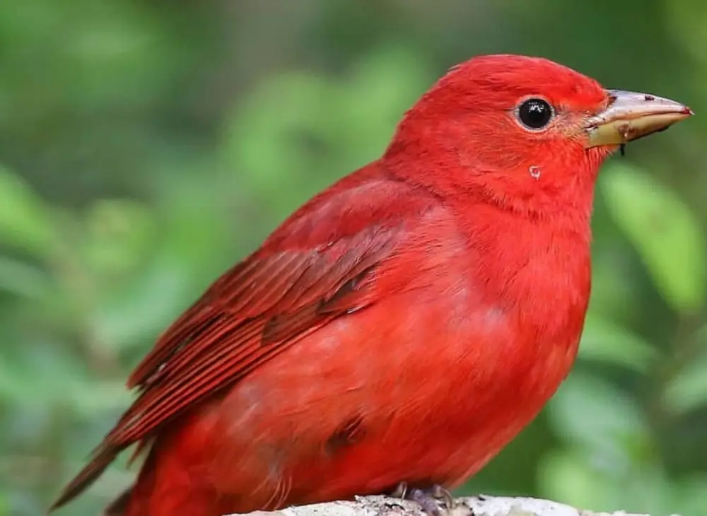 Summer tanager spotted during birding tour in Belize