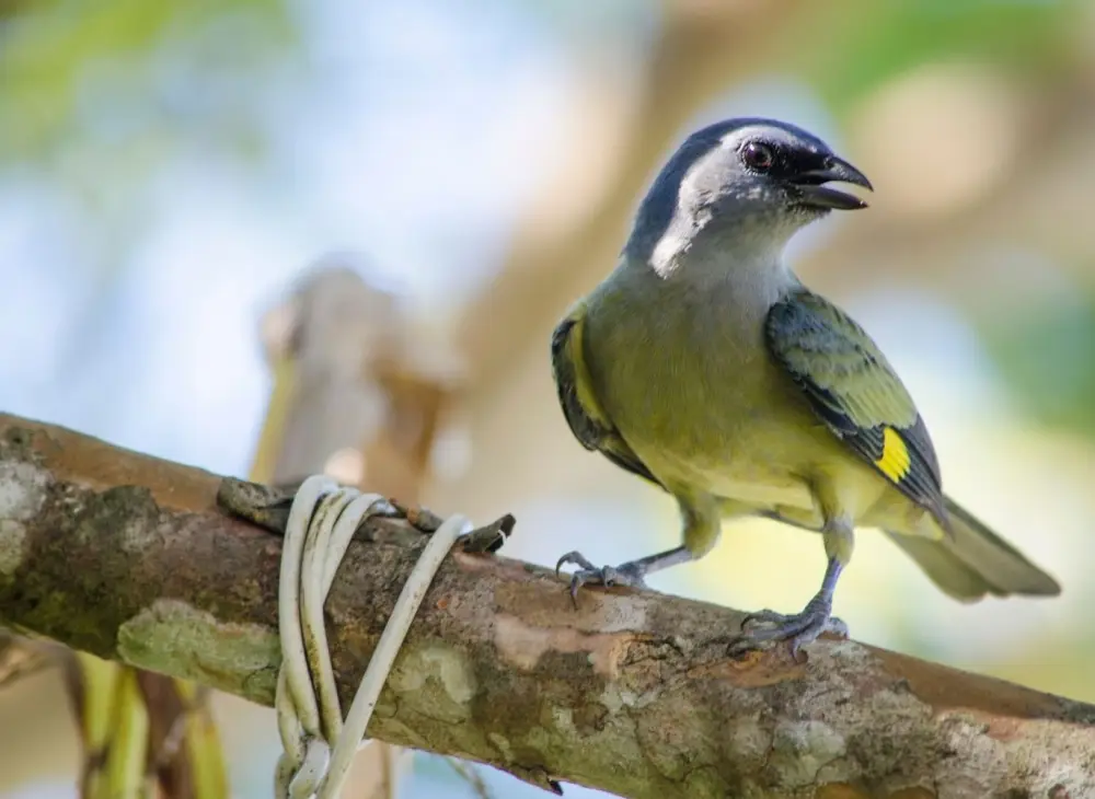 Yellow-winged Tanager spotted during a birding tour in Belize