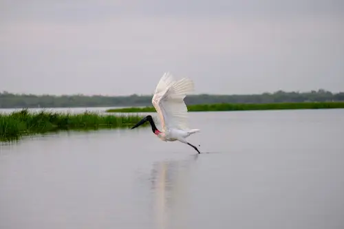 Jabiru Stork Belize