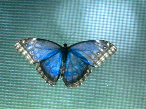 The Blue Morpho Butterfly Farm at Chaa Creek