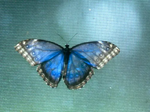 The Blue Morpho Butterfly Farm at Chaa Creek